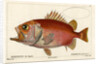 Japanese soldierfish by Smith