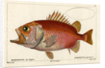 Japanese soldierfish by Smith