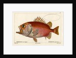 Japanese soldierfish by Smith
