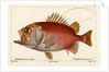 Japanese soldierfish by Smith