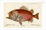 Japanese soldierfish by Smith