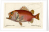 Japanese soldierfish by Smith