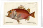 Japanese soldierfish by Smith