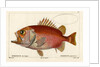 Japanese soldierfish by Smith