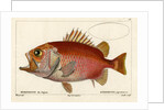 Japanese soldierfish by Smith