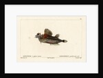 Fourhorn poacher by Vittore Pedretti