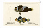 Two clownfishes by Vittore Pedretti