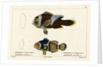 Two clownfishes by Vittore Pedretti