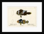 Two clownfishes by Vittore Pedretti