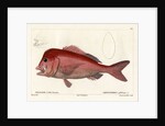 Red stumpnose by François Jacques Dequevauviller