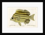 Stripey by Martin Schmeltz