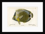 Mailed butterflyfish by François Jacques Dequevauviller