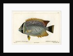 Chevron butterflyfish by François Jacques Dequevauviller