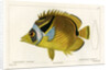Raccoon butterflyfish by Vittore Pedretti