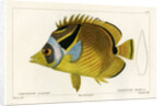 Raccoon butterflyfish by Vittore Pedretti