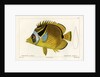 Raccoon butterflyfish by Vittore Pedretti