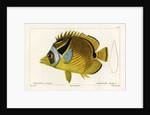Raccoon butterflyfish by Vittore Pedretti