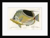 Saddle butterflyfish by Martin Schmeltz