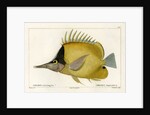 Longnose butterflyfish by Vittore Pedretti