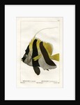 Masked bannerfish by Vittore Pedretti