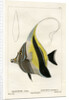 Moorish idol by Vittore Pedretti