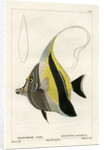 Moorish idol by Vittore Pedretti