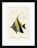 Moorish idol by Vittore Pedretti
