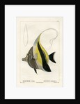 Moorish idol by Vittore Pedretti