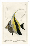 Moorish idol by Vittore Pedretti