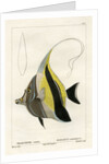 Moorish idol by Vittore Pedretti