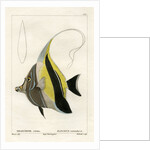 Moorish idol by Vittore Pedretti