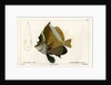 Horned bannerfish by Vittore Pedretti