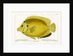 Threespot angelfish by Martin Schmeltz