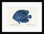 Semicircle angelfish by Martin Schmeltz