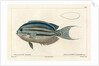Lamarck’s angelfish by Vittore Pedretti