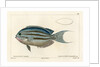 Lamarck’s angelfish by Vittore Pedretti