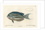 Lamarck’s angelfish by Vittore Pedretti