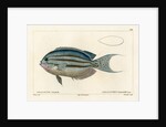 Lamarck's angelfish by Vittore Pedretti