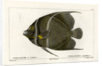Grey angelfish by Martin Schmeltz