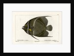 Grey angelfish by Martin Schmeltz