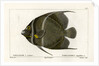 Grey angelfish by Martin Schmeltz