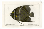Grey angelfish by Martin Schmeltz