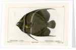 Grey angelfish by Martin Schmeltz