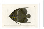 Grey angelfish by Martin Schmeltz
