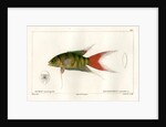 Paradise fish by Martin Schmeltz
