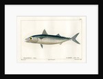 Atlantic chub mackerel by Nicolas Louis Rousseau