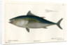 Atlantic bluefin tuna by François Jacques Dequevauviller
