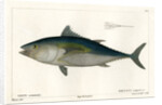 Atlantic bluefin tuna by François Jacques Dequevauviller
