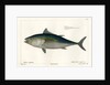 Atlantic bluefin tuna by François Jacques Dequevauviller