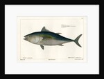 Atlantic bluefin tuna by François Jacques Dequevauviller